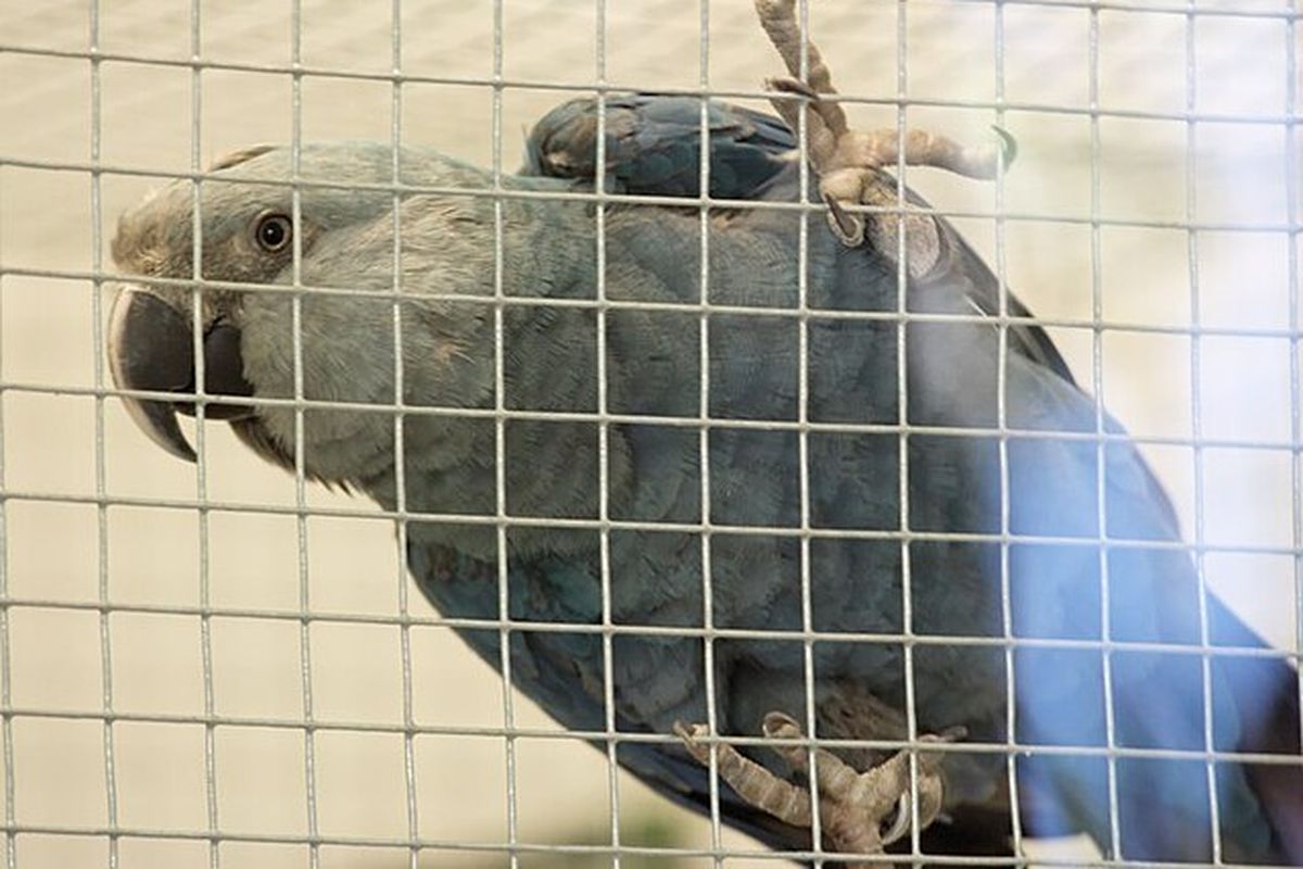 Bogor Bird Zoo, Bogor Bird Zoo Pakansari, pakansari cibinong, Bogor Bird Zoo Akan Hadir di Pakansari, Ikon Baru Wisata Konservasi dan Edukasi