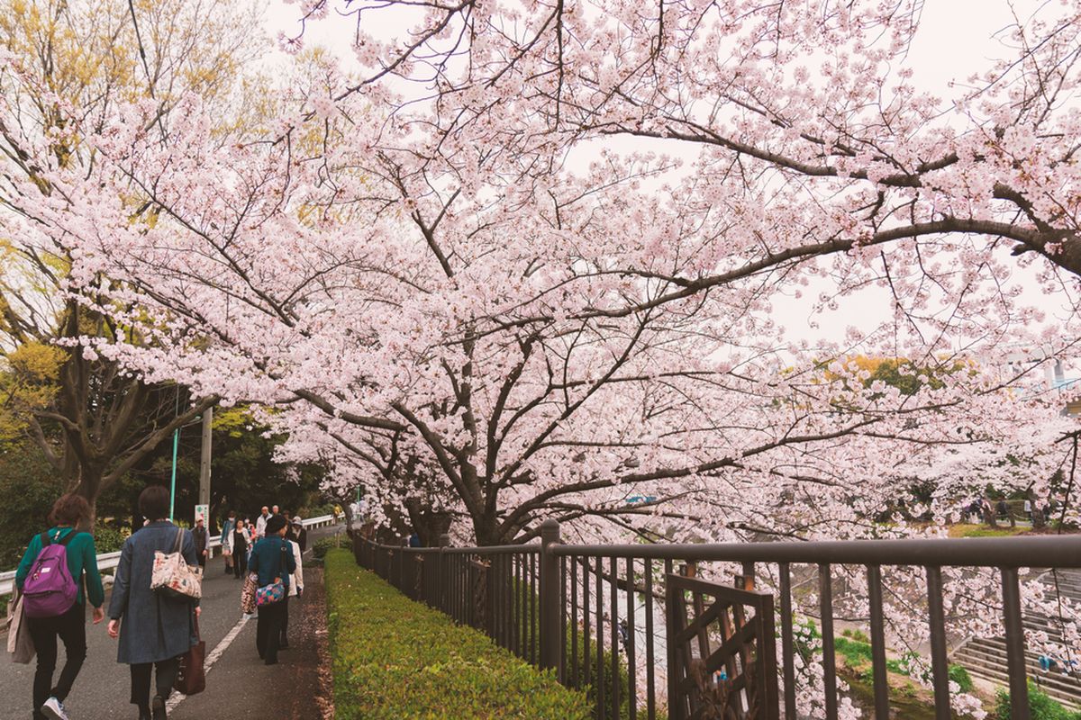 Luna Maya dilamar, Ingin Lamaran Romantis Seperti Luna Maya dan Maxime Bouttier, Ini Jadwal Mekar Bunga Sakura di Jepang, 1. Tokyo, 2. Kyoto, 3. Osaka, 4. Hiroshima, 5. Fukuoka, 6. Sendai (Tohoku), 7. Sapporo (Hokkaido)