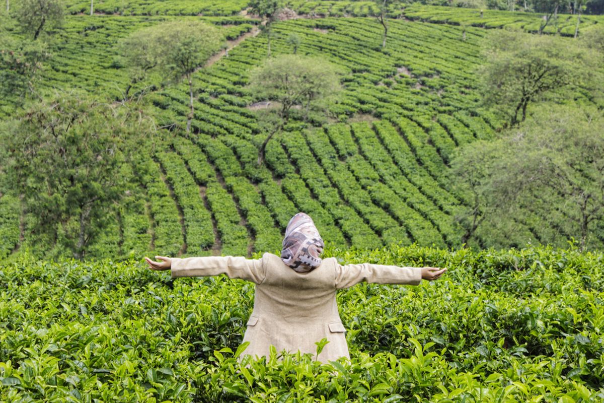Malang, wisata di Malang, Rekomendasi 7 Tempat Wisata di Malang Raya, Banyak Pemandangan Alam, 1. Bukit Budug Asu (Lereng Gunung Arjuno), 2. Puncak Bundu (Bukit Purwo), 3. Kebun Teh Wonosari, 4. Bukit Kuneer, 5. Brakseng (Sumber Brantas), 6. Paralayang Batu (Gunung Banyak), 7. Bukit Waung (Pantai Modangan)