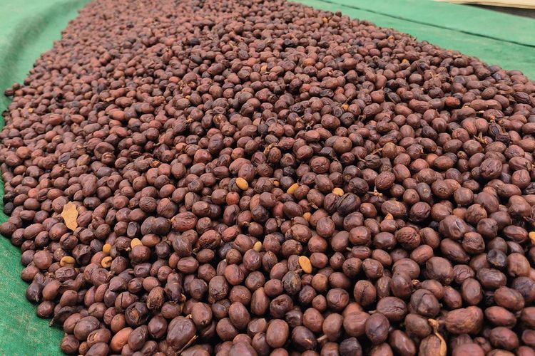 asal usul kopi ijen raung bondowoso, kopi ijen raung bondowoso ditanam di mana, harga jual kopi ijen raung bondowoso, ciri khas kopi ijen raung bondowoso, proses pascapanen kopi ijen raung bondowoso, Kopi Ijen Raung Bondowoso: Proses Pengolahan dan Harga Jual, Ciri khas kopi ijen, Kapan waktu panen kopi ijen?, Proses pengolahan pascapanen , Harga jual 