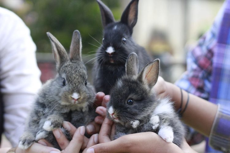 Jember Mini Zoo, jumlah pengunjung Jember Mini Zoo, Wisata Jember, jember mini zoo, atraksi kucing jember mini zoo, jember mini zoo tiket masuk, jumlah pengunjung Jember Mini Zoo saat libur lebaran, Ada Atraksi Kucing, Pengunjung Jember Mini Zoo Naik Saat Libur Lebaran 2025