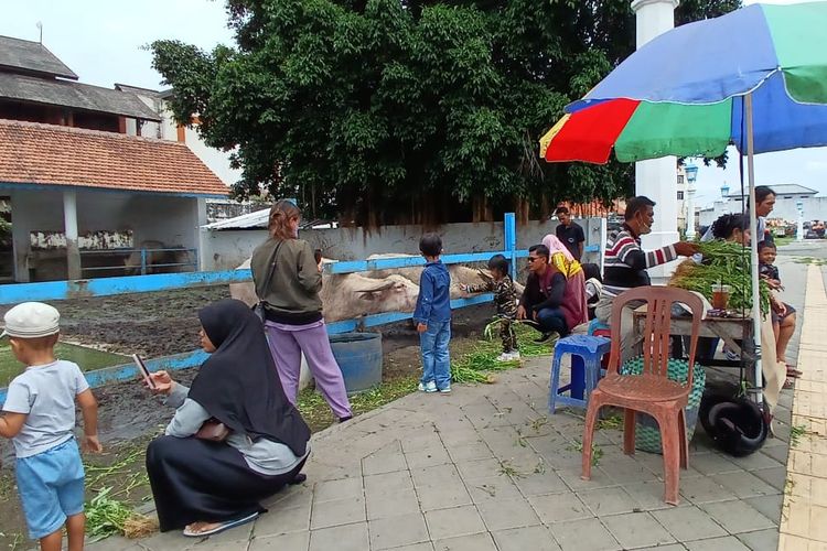 Alun-alun Kidul, Surakarta, Alun-alun Kidul Surakarta, Kota Solo, surakarta, alun-alun kidul surakarta, 4 Aktivitas Seru di Alun-alun Kidul Solo Setelah Revitalisasi, Bisa Kasih Makan Kebo Bule, 1. Jalan-jalan sore keliling alun-alun, 2. Memberi makan kebo bule, 3. Kuliner, 4. Foto-foto, 5. Jalan-jalan hingga ke Keraton atau Pasar Klewer