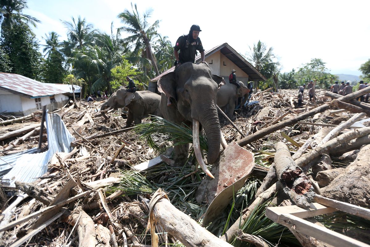 Kemenhut, banjir aceh, gajah Sumatera, BKSDA Aceh, banjir pidie jaya aceh, gajah Aceh, banjir sumatera, Kemenhut Buka Suara Soal Peran Gajah di Pidie Jaya: Prioritaskan Keselamatan Satwa dan Warga