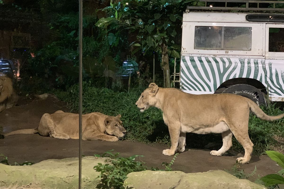 taman safari bali, Safari Night, tarif safari night di taman safari bali, ada satwa apa saja di taman safari bali, jam malam taman safari bali, Safari Night di Taman Safari Bali, Ketemu Satwa Apa Saja?