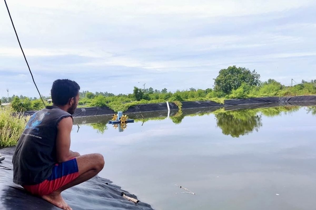 petambak udang, Lampung, cesium 137, Petambak Udang Lampung Tertekan, Harga Jual Turun Pasca-Isu Cesium-137