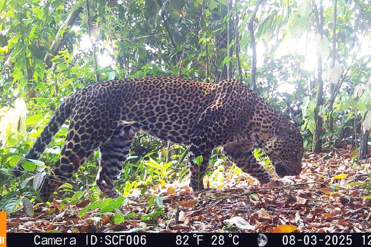 karawang, TNI AD, Pegunungan Sanggabuana, macan kumbang, macan tutul jawa, Ekspedisi TNI AD Ungkap Populasi 19 Macan Tutul Jawa dan Kumbang di Pegunungan Sanggabuana