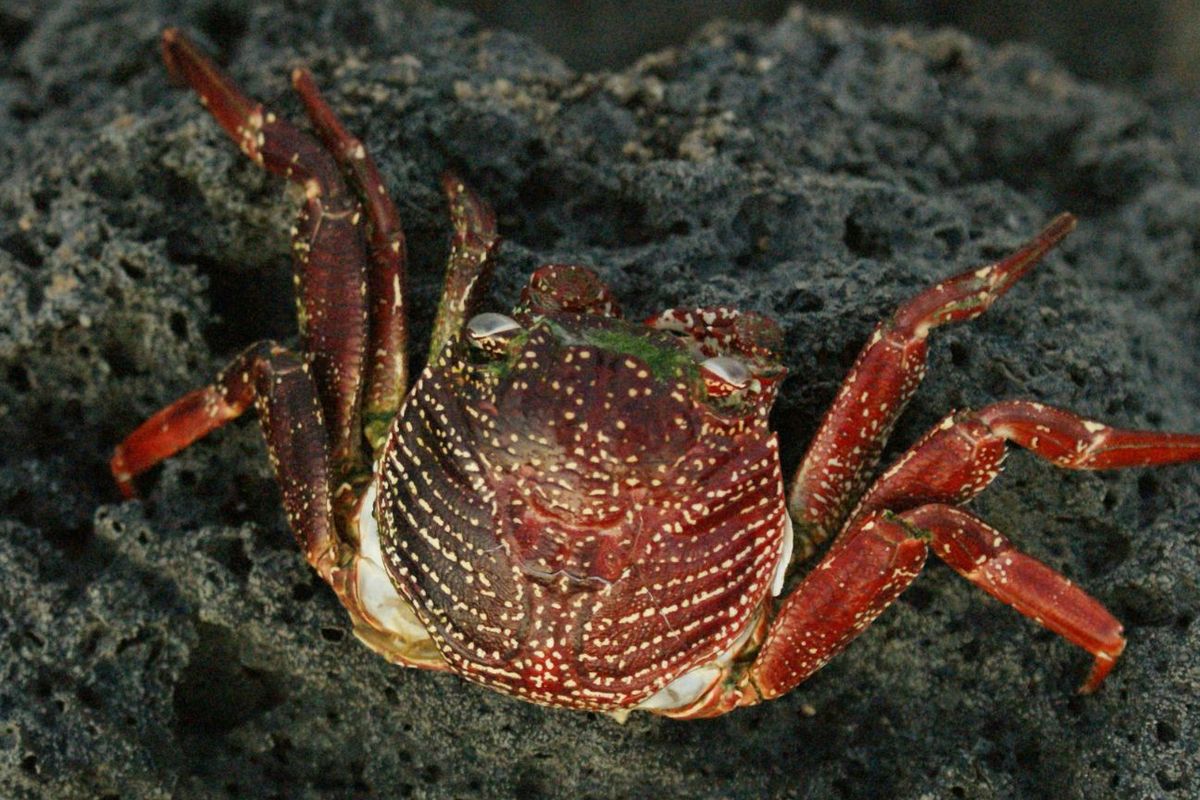 devil crab, Mengenal Devil Crab, Kepiting Beracun yang Dikonsumsi Vlogger Filipina hingga Tewas