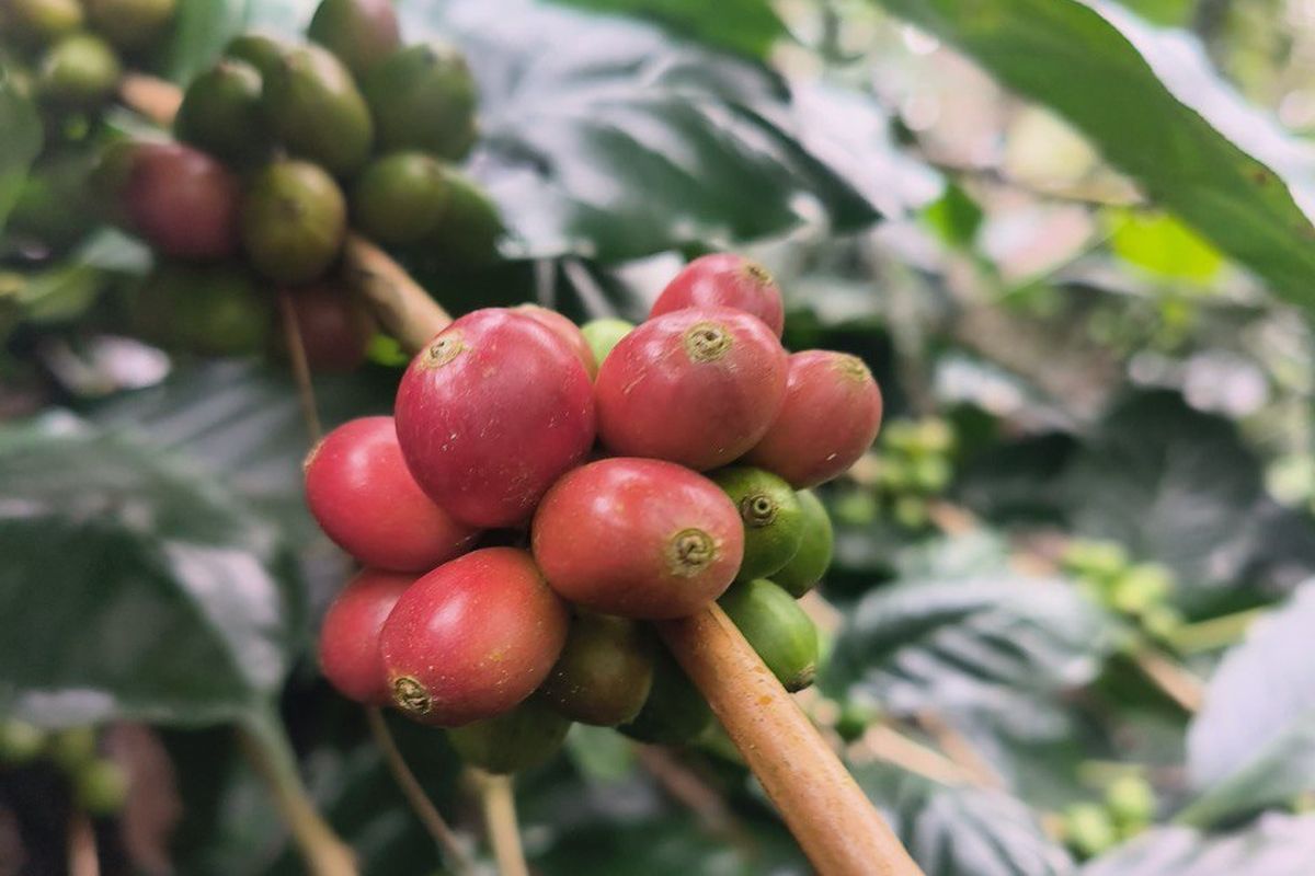 asal usul kopi ijen raung bondowoso, kopi ijen raung bondowoso ditanam di mana, harga jual kopi ijen raung bondowoso, ciri khas kopi ijen raung bondowoso, proses pascapanen kopi ijen raung bondowoso, Kopi Ijen Raung Bondowoso: Proses Pengolahan dan Harga Jual, Ciri khas kopi ijen, Kapan waktu panen kopi ijen?, Proses pengolahan pascapanen , Harga jual 