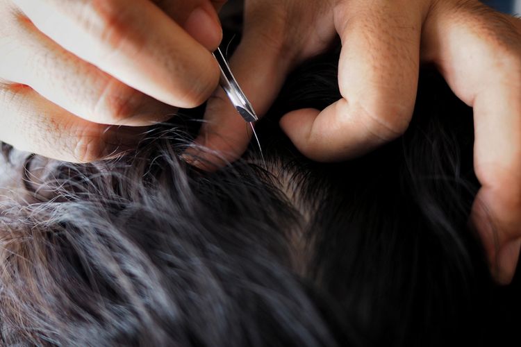 rambut beruban, Rambut beruban, styling rambut, rambut uban, styling rambut beruban, hindari styling rambut pada rambut beruban, perawatan rambut beruban, Kenapa Rambut Beruban Tidak Boleh Sering Dicatok atau Dipanaskan?