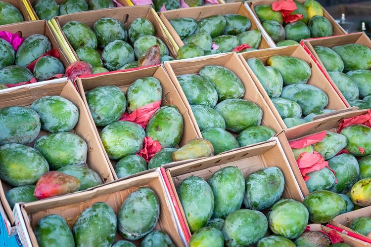 buah mangga, panen mangga, buah mangga matang, mangga, cara panen mangga, cara panen mangga yang benar, cara panen buah mangga, panen mangga berapa lama, cara memanen mangga, cara memanen buah mangga, cara memanen pohon mangga, cara memanen mangga yang benar, waktu panen mangga, waktu panen buah mangga, Cara Memanen Mangga agar Manis dan Tidak Mudah Busuk, Begini Panduannya!, 1. Waktu Panen yang Tepat, 2. Ciri-ciri Mangga Siap Panen, 3. Teknik Panen dengan Mengguncang Pohon, 4. Gunakan Alat Pemetik Buah