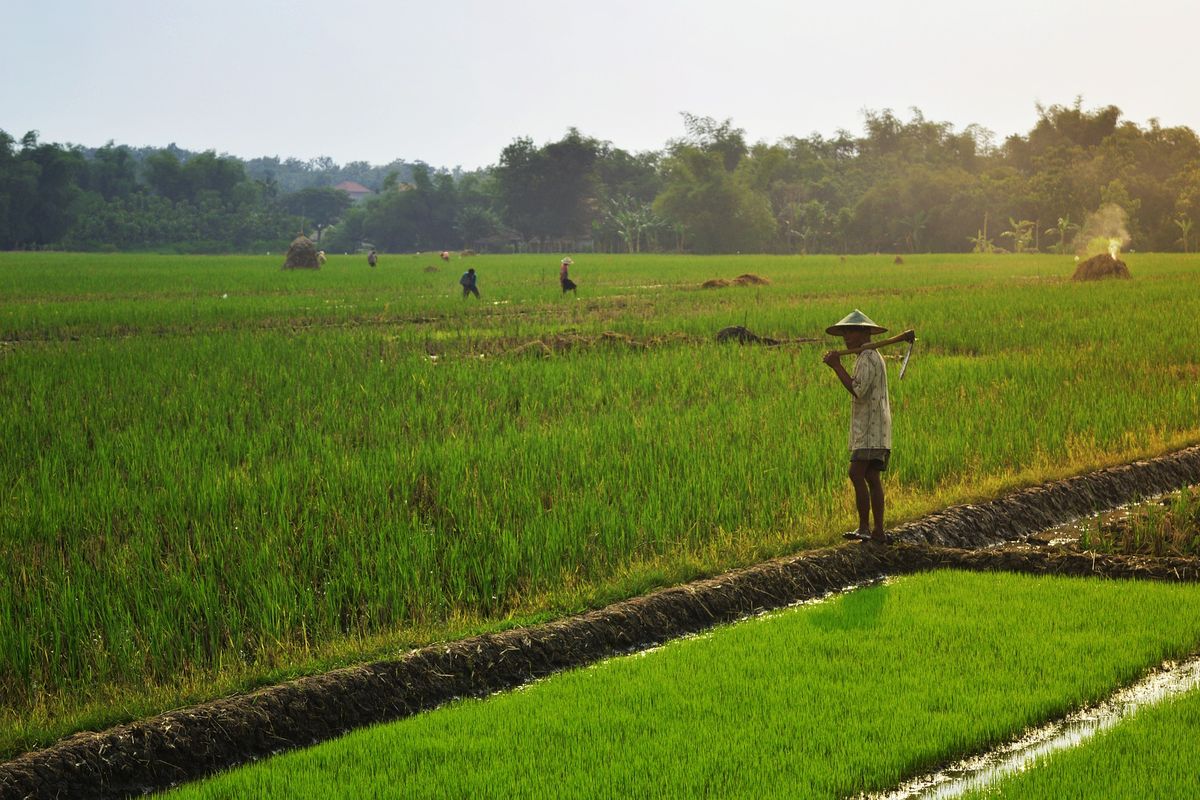 sawah, petani, jebakan tikus, Pemkab Kudus, Pemkab Kudus Keluarkan SE Larangan Jebakan Tikus Beraliran Listrik