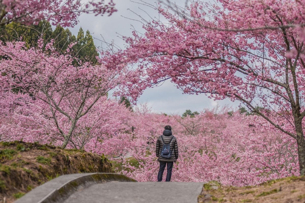 sakura, Jepang, Ulah Turis BAB di Halaman Rumah Warga, Kota di Jepang Batalkan Festival Bunga Sakura