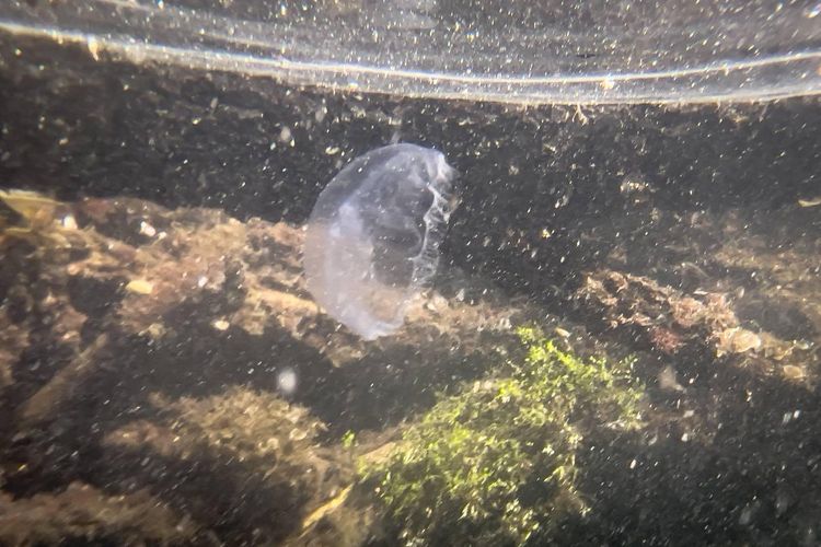 Danau Kakaban, danau ubur ubur, danau ubur ubur di kalimantan timur, Danau Ubur-ubur Terbesar Dunia Ternyata Ada di Indonesia