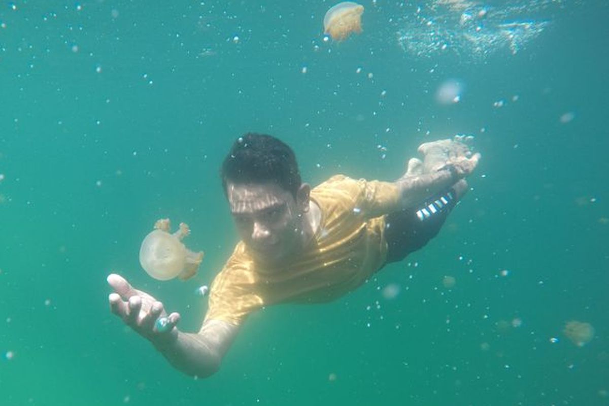 Danau Kakaban, danau ubur ubur, danau ubur ubur di kalimantan timur, Danau Ubur-ubur Terbesar Dunia Ternyata Ada di Indonesia