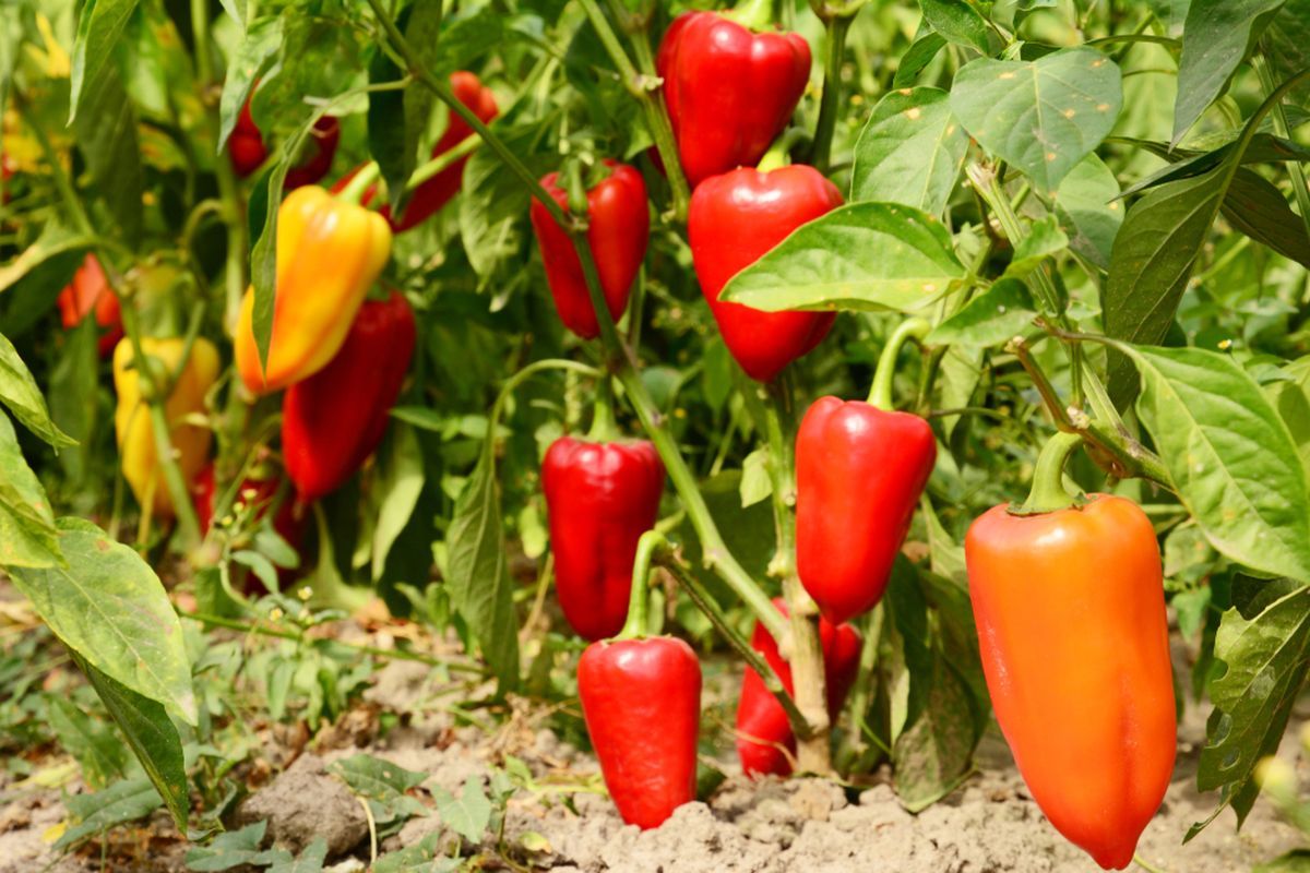 cabai, tanaman cabai, 10 Cara Membuat Tanaman Cabai Berbuah Besar dan Lebat, Bisa Diterapkan di Kebun atau Pot, 1. Pilih bibit varietas unggul, 2. Persiapkan lahan dan media tanam ideal, 3. Perhatikan porsi sinar matahari dan lokasi tanam, 4. Lakukan penyiraman tepat dan konsisten, 5. Atur jarak tanam yang tepat, 6. Pemupukan yang disesuaikan tahap tumbuh, 7. Pengendalian gulma dan mulsa, 8. Perawatan selama pertumbuhan, 9. Pruning dan pemangkasan ringan, 10. Panen tepat waktu