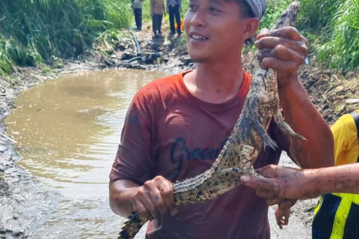buaya, Sungai Progo, Buaya, DKP DIY, Buaya di Sungai Progo, buaya di Sungai Progo ditangkap, Buaya di Sungai Progo Diduga Peliharaan Warga yang Sengaja Dilepas, DKP DIY: Bukan Habitatnya
