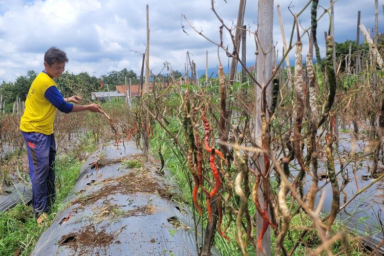 kutu putih, tanaman cabai, kutu putih pada tanaman cabai, Cara Membasmi Kutu Putih pada Tanaman Cabai Menggunakan Bahan Dapur, 1. Minyak nimba, 2. Campuran sabun dan minyak, 3. Air cabai, 4. Bawang Putih