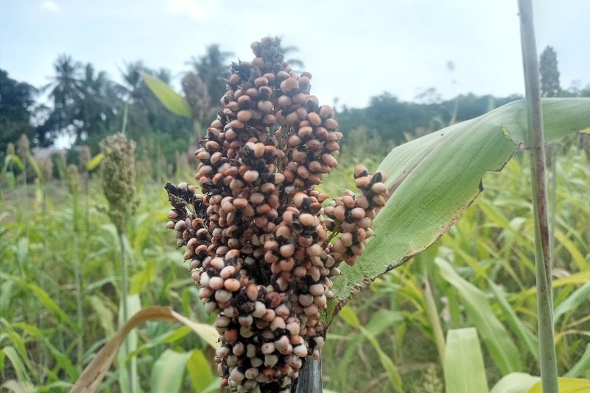 cara masak sorgum di rice cooker, sorgum pengganti nasi, tips masak sorgum agar pulen, beras sorgum putih, 5 Cara Masak Sorgum agar Tidak Lengket dan Pulen di Rice Cooker, 1. Cuci sorgum dua kali sampai air bening, 2. Gunakan perbandingan air 2:1 untuk hasil pulen, 3. Aduk dua kali saat proses memasak berlangsung, 4. Matikan rice cooker saat air mengering, 5. Simpan sorgum di wadah tertutup agar tidak berbau