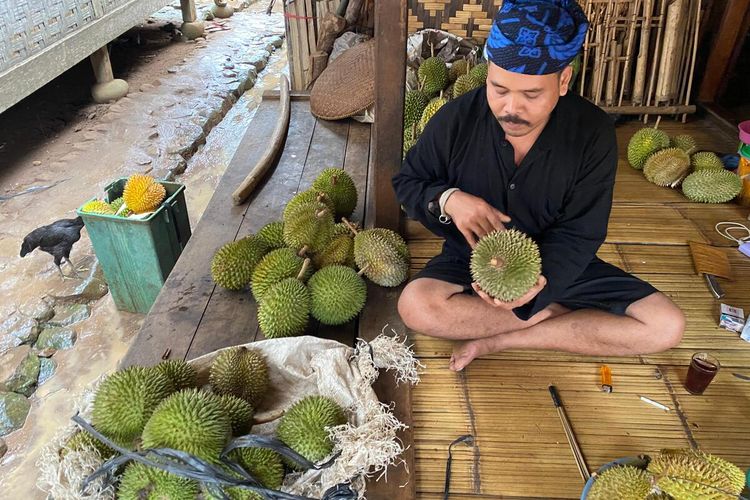 panen durian, Panen Besar di Musim Durian, Wilayah Ini Jadi Incaran Wisatawan