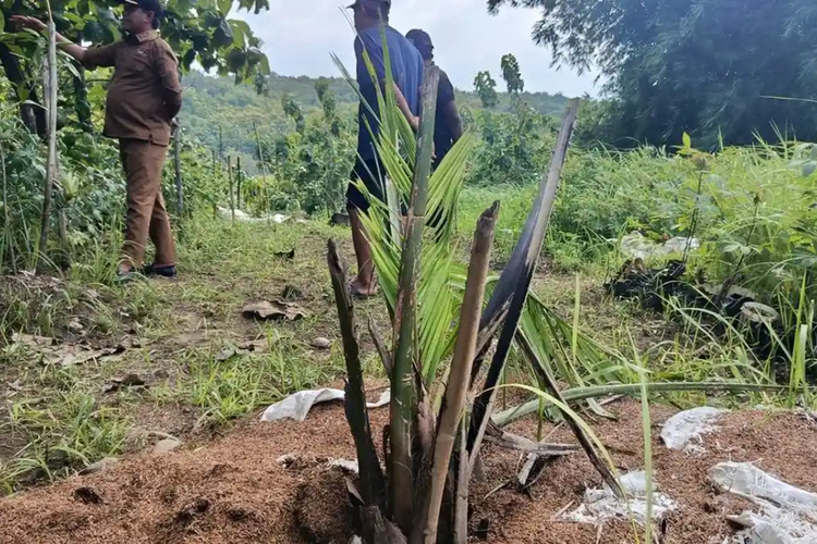 Gubernur Jawa Barat, Dedi Mulyadi, Dedi Mulyadi Larang Tanam Pohon Sawit, Ini Temuan Lahan Ilegal dan Daerah Penghasil Sawit di Jabar, Apa yang ditemukan Dinas Pertanian Kabupaten Cirebon?, Bagaimana sikap pemerintah desa terhadap kebun sawit?, Mengapa Gubernur Jawa Barat turun tangan?, Bagaimana kondisi perkebunan sawit di Jawa Barat saat ini?