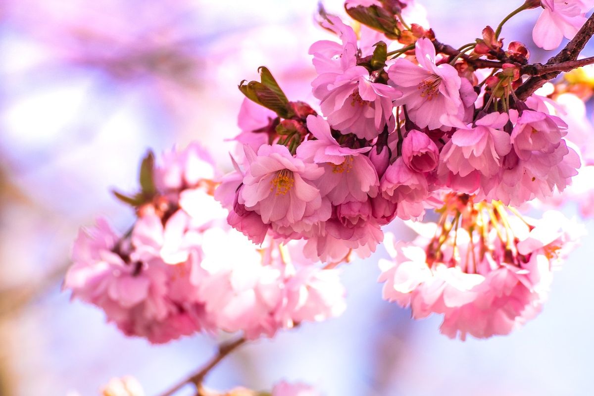 Jepang, bunga sakura, Jadwal Mekarnya Sakura 2026 di Jepang, Tokyo Mulai 19 Maret