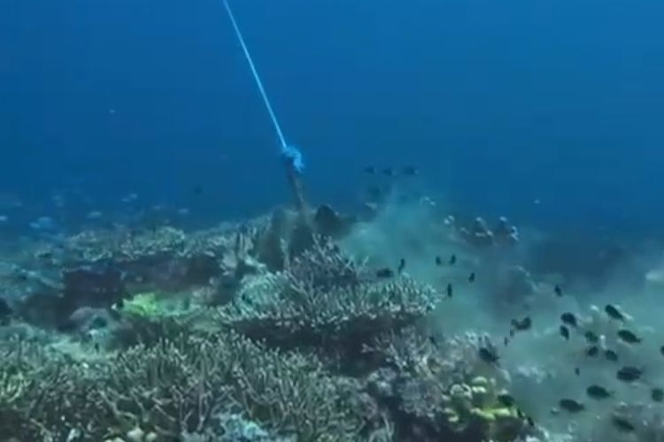 Indonesian Waste Platform, 3 Hal Ini Picu Kerusakan di Taman Nasional Komodo