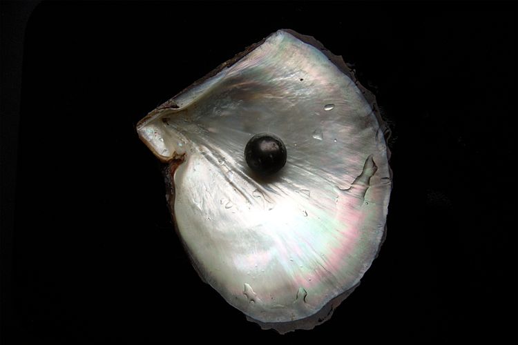 Mutiara, mutiara putih dan hitam, perbedaan mutiara hitam dan putih, mutiara tahiti, mutiara laut selatan, warna mutiara, warna mutiara putih, warna mutiara hitam, Apa Bedanya Mutiara Hitam dan Mutiara Putih? Ini Jawaban Pakar