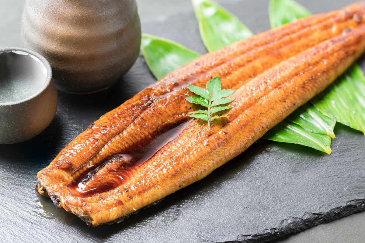 jepang, unagi, belut Jepang, Jepang Akan Jual Unagi Hasil Penangkaran, Harganya Rp 900.000