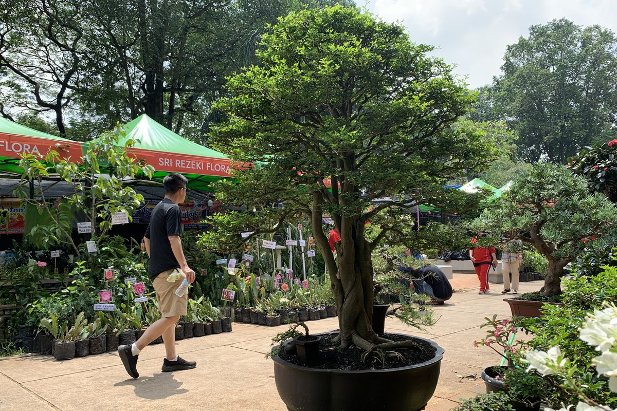 pameran flona di lapangan banteng 2025, pameran flona 2025, harga tanaman bonsai di pameran flona 2025, tanaman bonsai di pameran flona 2025, tanaman termahal di pameran flona 2025, Melihat Bonsai Seharga Rp 70 Juta di Pameran Flona, Apa Istimewanya?