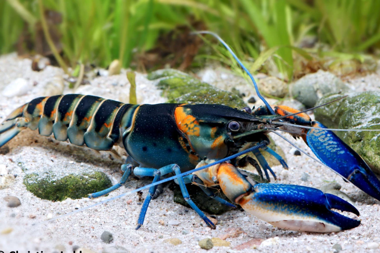 spesies baru, lobster, Papua Barat, Spesies baru, Spesies Baru, lobster air tawar, Peneliti UGM Temukan 7 Spesies Baru Lobster Air Tawar di Papua Barat, Spesies baru dari wilayah terpencil, Bermula dari perdagangan akuarium hias, Papua Barat, pusat evolusi Cherax, Mendesak, konservasi habitat air tawar