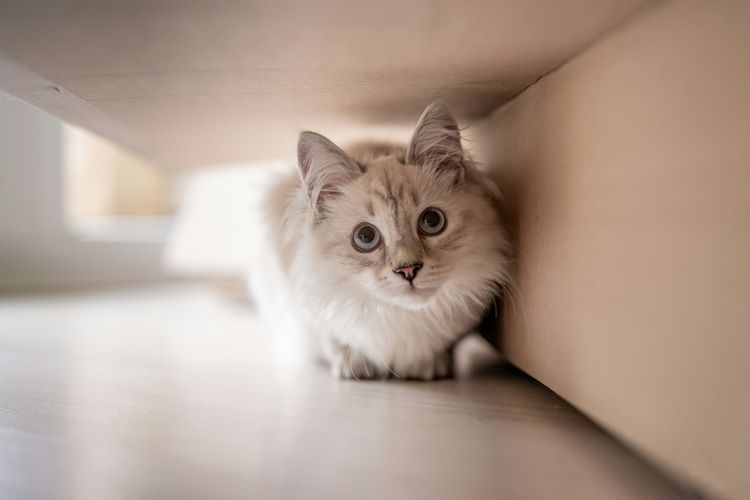 kucing, kucing domestik, Benarkah Kucing Tak Bisa Rasa Manis? Simak 12 Fakta Menarik Anabul Berikut Ini, 1. Cara Jalan yang Mirip Jerapah dan Unta, 2. Isaac Newton dan Penemuan Pintu Kucing, 3. Rahasia di Balik Suara "Meong", 4. Obsesi Kebersihan dan Tidur Panjang, 5. Kelompok Kucing: Clowder, Glaring, dan Kindle, 6. Tidak Bisa Merasakan Rasa Manis, 7. Perkembangan Usia yang Sangat Cepat, 8. Anatomi Wajah yang Luar Biasa, 9. Hewan Suci di Mesir Kuno, 10. Kecepatan Lari yang Mengagumkan, 11. Kaitan Pendidikan Pemilik dengan Kepemilikan Kucing, 12. Sebagian Besar Kucing Intoleran Laktosa