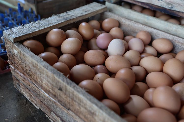 telur, Saat Beli Telur, Lebih Baik Pilih yang Putih atau Cokelat?