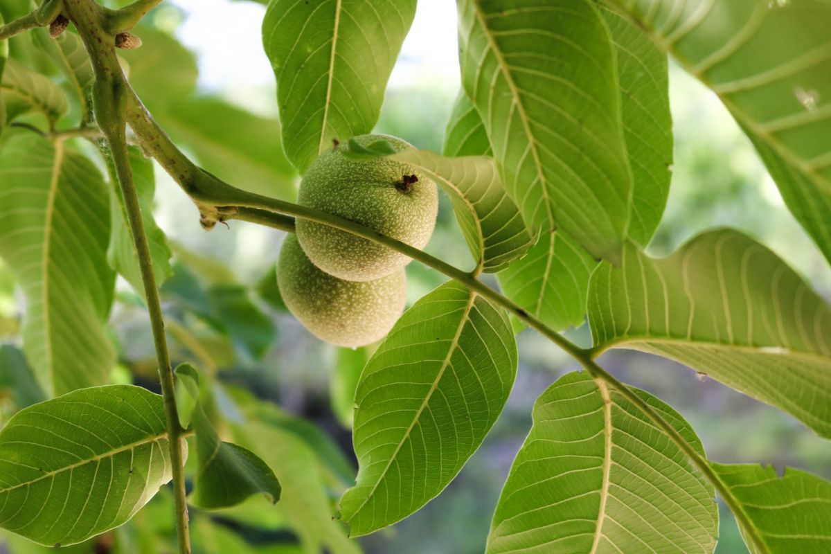 jambu biji, daun jambu, Sering Makan Buahnya, Ternyata Air Rebusan Daun Jambu Punya 4 Manfaat untuk Kulit, 1. Mengurangi bintik gelap, 2. Mengobati jerawat, 3. Mengurangi keriput dan tanda penuaan, 4. Mengatasi dermatitis atopik