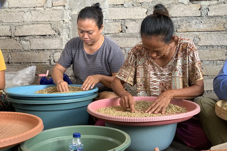 level sortir biji kopi, alur sortir biji kopi, biji kopi defect jadi apa, biji kopi defect digunakan untuk apa, apa itu biji kopi defect, Biji Kopi Dianggap Cacat Setelah Disortir, Lalu Diolah Jadi Apa?
