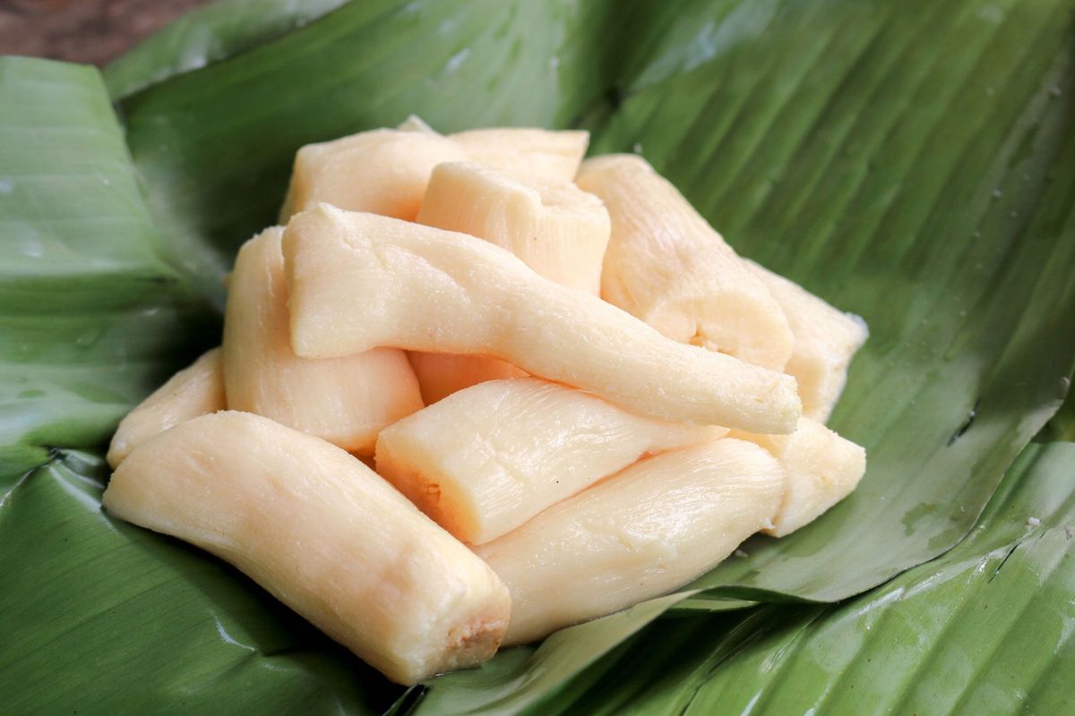 tape singkong, tape singkong manis, membuat tape singkong, fermentasi tape singkong, Cara Mudah Membuat Tape Singkong Manis di Rumah, Fermentasi Berapa Lama?