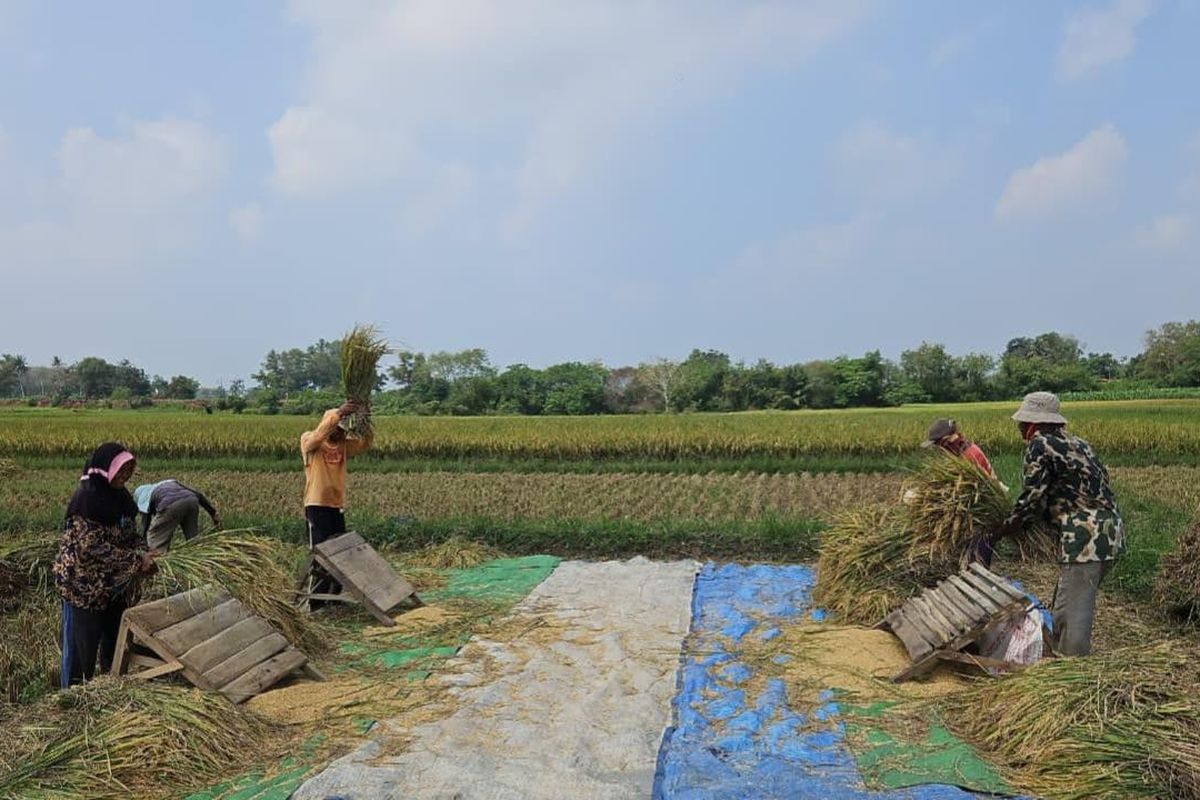 Nilai Tukar Petani, Nilai Tukar Petani di Sumut Mengalami Peningkatan pada Februari 2026