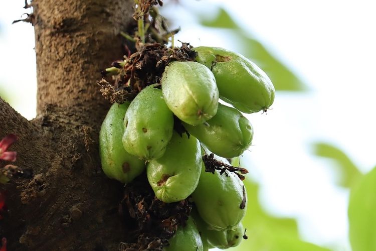 Asam urat, asam urat, daun kemangi, Air rebusan daun kemangi, Daun Kemangi, Asam Urat, cara membuat air rebusan daun kemangi, Daun kemangi, air rebusan daun kemangi, Rebusan daun kemangi, Daun kemangi untuk asam urat, rebusan daun kemangi, Cara membuat air rebusan daun kemangi, daun kemangi untuk asam urat, Cara Membuat Air Rebusan Daun Kemangi untuk Asam Urat, Ini Bahannya, Rebus daun kemangi bersama jahe, Rebus daun kemangi dan belimbing wuluh untuk atasi asam urat, Kombinasi dan kemangi dan madu, Rebusan daun kemangi 
