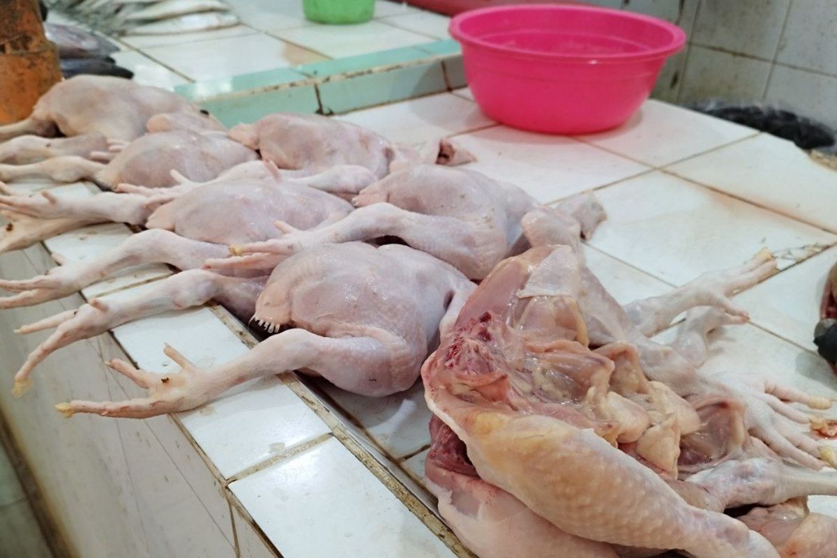 IPB University, daging ayam broiler, daging ayam pejantan, Daging Ayam Penjantan Lebih Alot daripada Ayam Broiler, Ini Penjelasan Dosen IPB