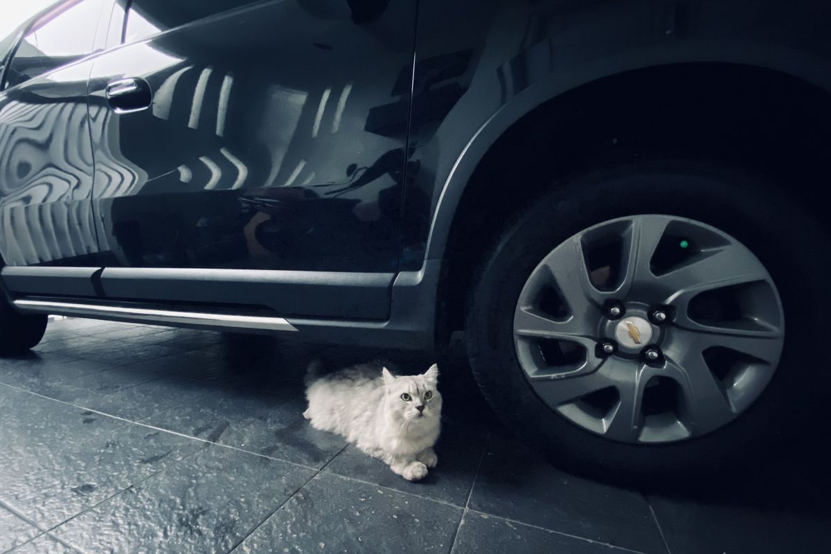 kucing, musim hujan, kolong mobil, ruang mesin, kucing sembunyi, kucing di kolong mobil, Kenapa Kucing Suka Sembunyi di Kolong Mobil? Ini Penjelasan Ahli