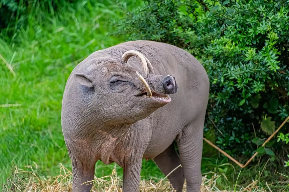 Kebun binatang, London Zoo, London Zoo Inggris Bakal Bolehkan Pengunjung Lihat Operasi Hewan
