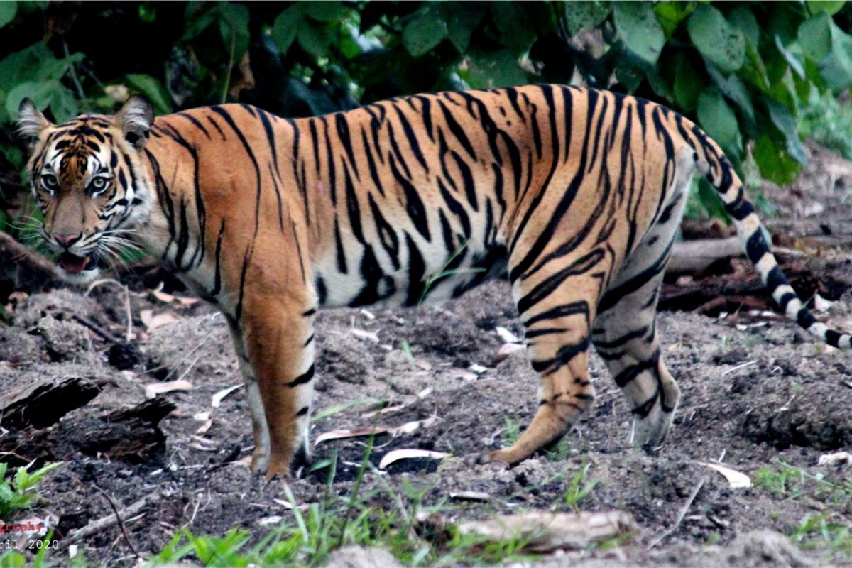 Taman Nasional Bukit Barisan Selatan, harimau sumatera, polda lampung, harimau sumatra, serangan harimau di Lampung Barat, Harimau Sumatra Serang Petani di Lampung Barat, Polisi Imbau Warga Hindari Aktivitas Malam di Hutan