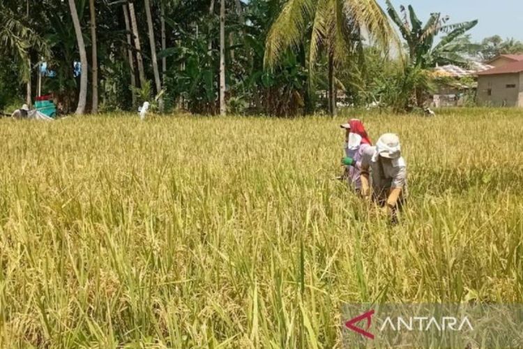 Nilai Tukar Petani, Nilai Tukar Petani di Sumut Mengalami Peningkatan pada Februari 2026