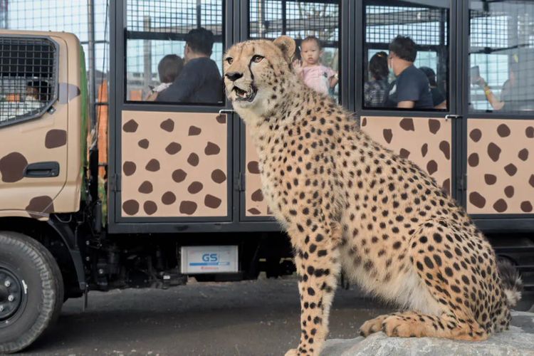 liburan anak di lembang, aktivitas seharian di lembang park zoo, wahana lembang park zoo bandung, spot foto di kebun binatang lembang, Seharian di Lembang Park &amp; Zoo, Tak Hanya Lihat Satwa, Interaksi Seru dengan Satwa di Petting Zoo Lembang, Feeding Gajah dan Satwa Eksotis Lainnya, Main Wahana Anak di Storyland yang Ramah Keluarga, Ngopi dan Bersantai di Neo Cat Café, Berburu Foto di Spot Instagramable Lembang Park &amp; Zoo