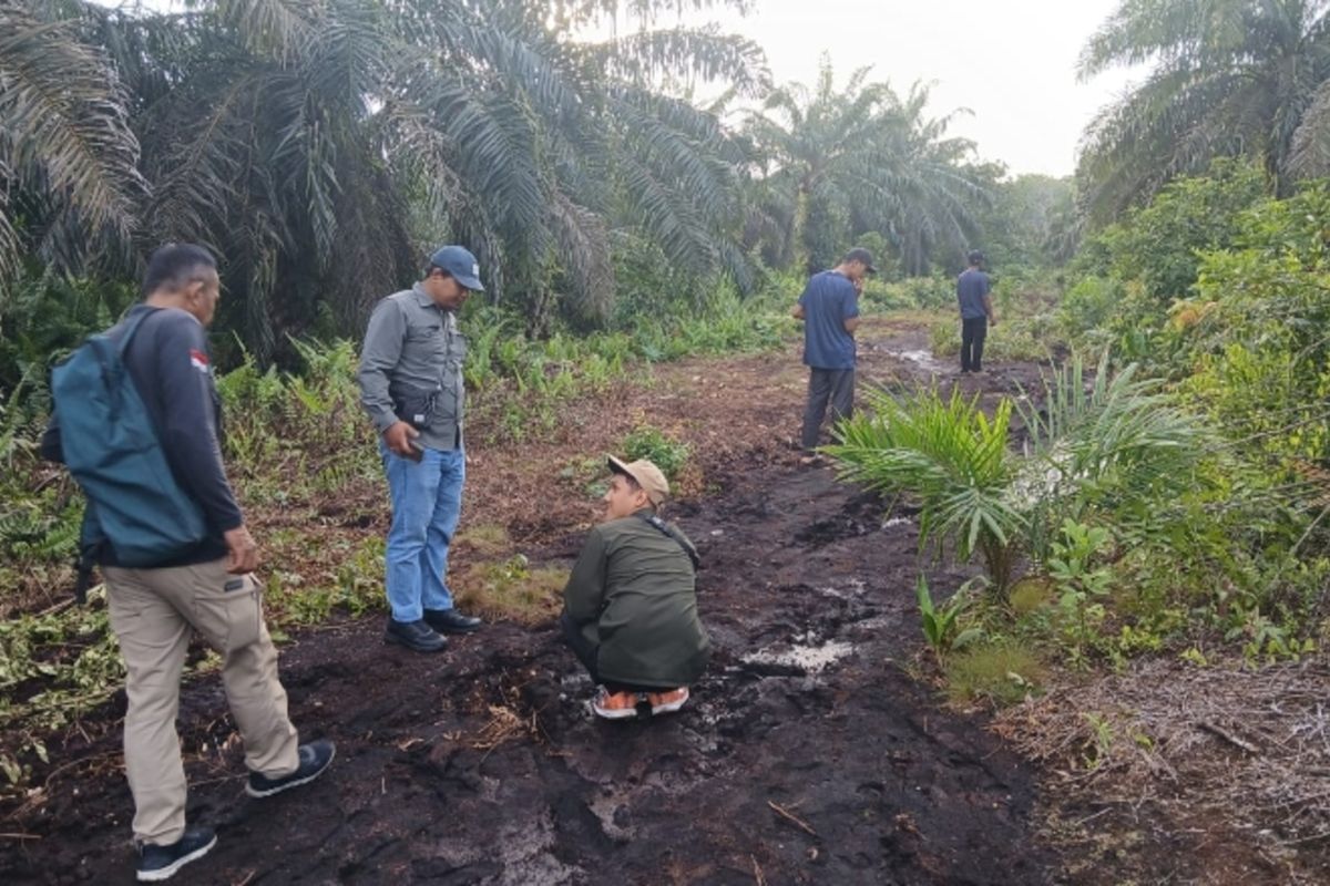 Siak, perkebunan sawit, harimau sumatera, Bukan Serangan, BBKSDA Riau Jelaskan Perjumpaan Warga dan Harimau di Siak