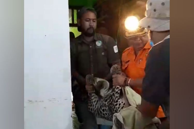 macan tutul, BBKSDA Jawa Barat, BBKSDA Jabar, lembang park and zoo, macan tutul lepas, macan tutul lepas lembang park zoo, Macan Tutul Jawa Kabur dari Lembang Park and Zoo, Tiga Tim Pemburu Dikerahkan, Warga Diminta Waspada