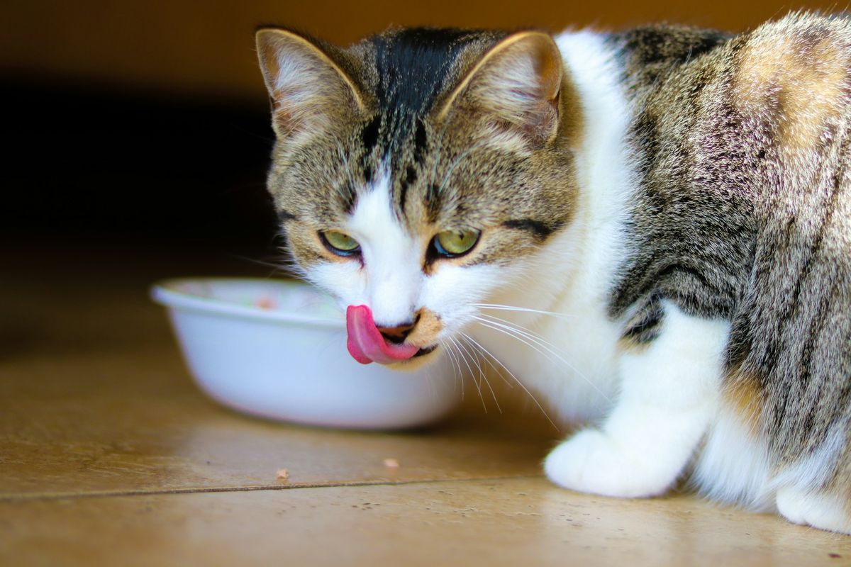 kucing, Bukan Sekadar Lucu, Ini Fakta Unik Kucing yang Jarang Diketahui Pemiliknya, Rahasia Umur Panjang dan Sterilisasi, Pola Tidur dan Aktivitas "Crepuscular", Kebiasaan Unik: Menjilat dan Mendengkur, Peringatan Nutrisi: Bahaya Anggur dan Susu, Pengaruh Catnip