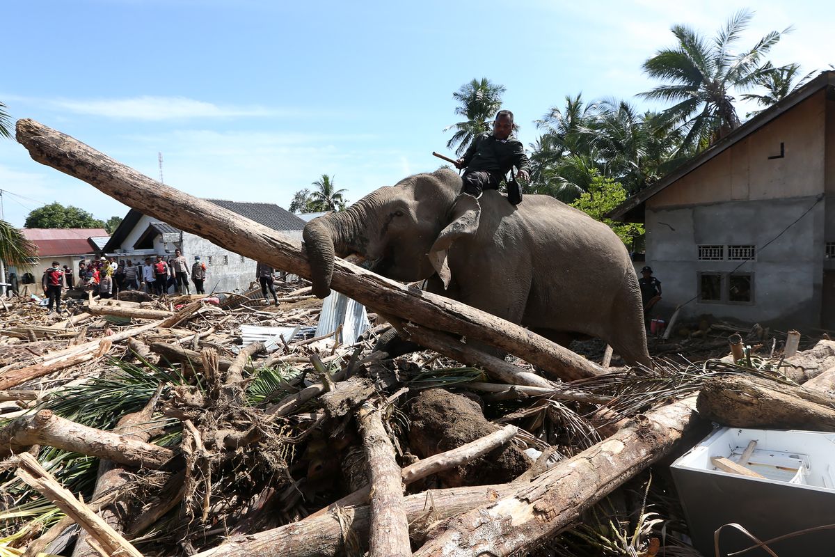 gajah, Pidie Jaya, pidie jaya, BKSDA Aceh, gajah bantu evakuasi di Pidie Jaya, gajah bantu evakuasi bencana, gajah bantu evakuasi bencana di aceh, Gajah Abu, Mido, Ajis dan Noni Bantu BKSDA Aceh Bersihkan Puing Kayu di Pidie Jaya