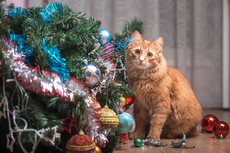 Natal, perayaan Natal, pohon Natal, Mengapa Ada Pohon Natal? Ini Sejarah dan Tradisinya, Asal-usul Tradisi Pohon Natal Modern, Masuknya Pohon Natal ke Amerika Serikat, Sejarah Hiasan dan Ornamen Pohon Natal, Dari Lilin hingga Lampu LED, Mengapa Hadiah Diletakkan di Bawah Pohon Natal?