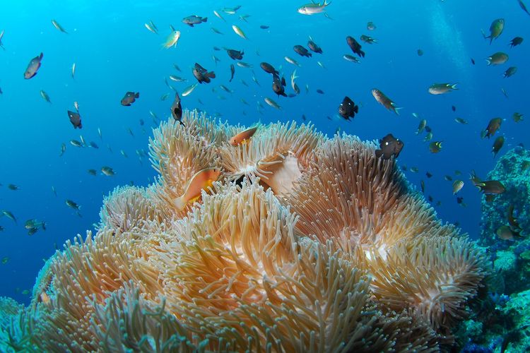 Daftar Negara Terbaik untuk Wisata 2026 Versi National Geographic, Ada Indonesia?, 1. Italia, 2. Kanada, 3. China, 4. Dominika, 5. Maroko, 6. Inggris (Britania Raya), 10. Uzbekistan, 11. Afrika Timur, 13. Australia, 14. Brasil, 15. Finlandia, 16. Korea Selatan, 17. Portugal