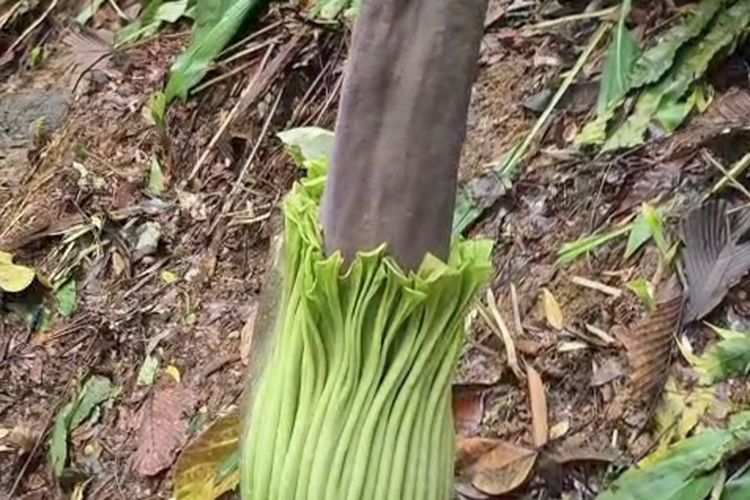 Amorphophallus titanum, Kebun Raya Bogor, Mau Lihat Bunga Bangkai Raksasa di Kebun Raya Bogor? Ini Aturannya